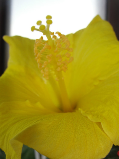  - B-hibiscus-2012 1