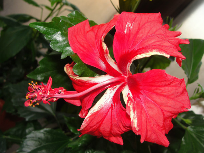hibi schizopetalus pagoda - B-hibiscus-2012 1
