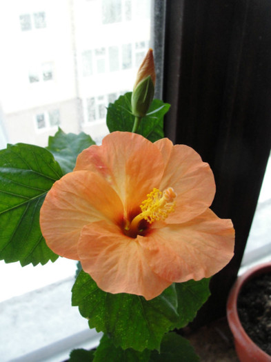 hibi corai deschis - B-hibiscus-2012 1