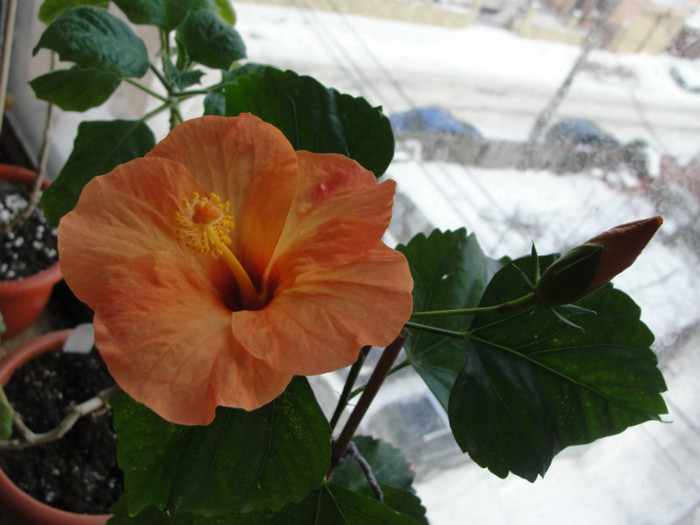  - B-hibiscus-2012 1