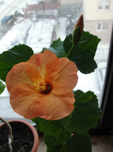 03.02.12 - B-hibiscus-2012 1