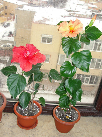 hibi corai deschis si rosu dublu - B-hibiscus-planta intreaga-2012