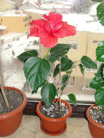 hibi rosu dublu - B-hibiscus-planta intreaga-2012
