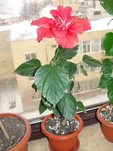  - B-hibiscus-planta intreaga-2012