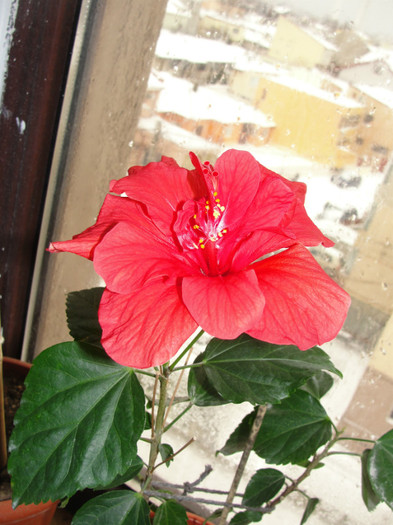  - B-hibiscus-2012 1