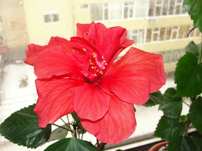 hibi rosu dublu - B-hibiscus-2012 1