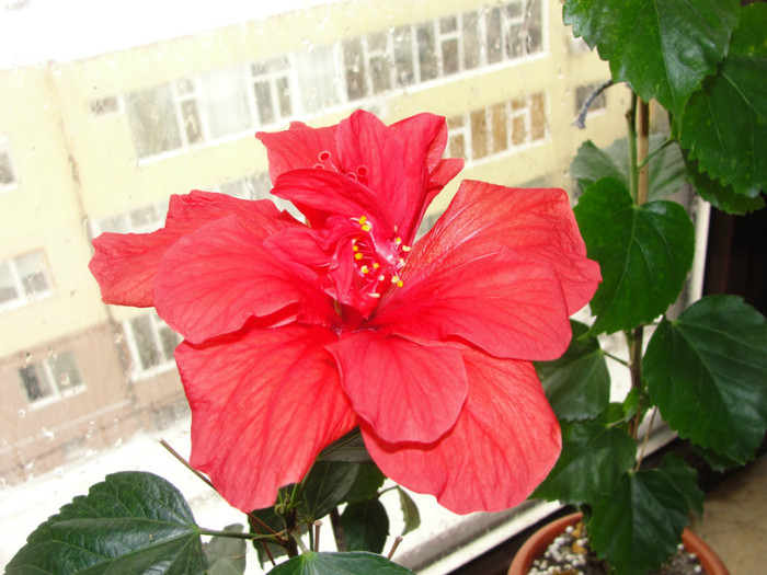 03.02.12 - B-hibiscus-2012 1