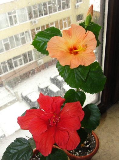 hibi corai deschis si rosu dublu - B-hibiscus-2012 1