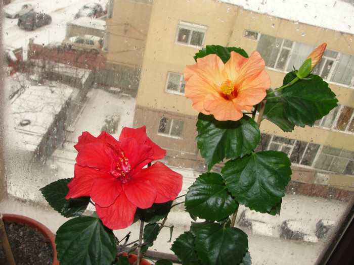  - B-hibiscus-2012 1