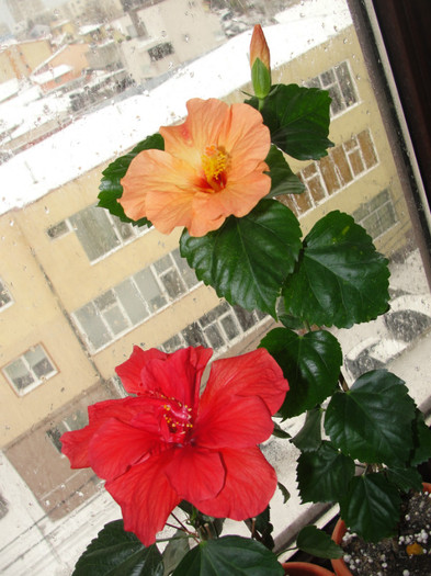 03.02.12 - B-hibiscus-2012 1
