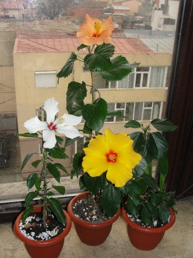 hibi cairo white, kim si corai deschis - B-hibiscus-2012 1