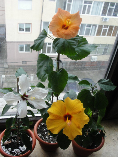 06.02.12 - B-hibiscus-2012 1