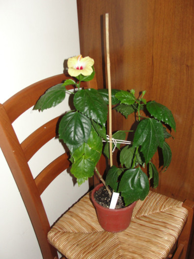 hibi passion - B-hibiscus-planta intreaga-2012