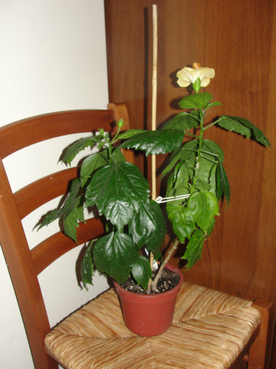  - B-hibiscus-planta intreaga-2012