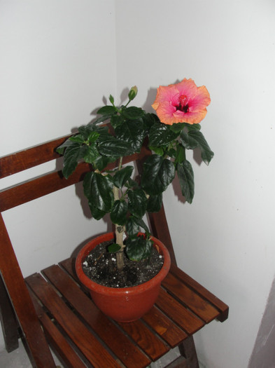hibi erin rachel - B-hibiscus-planta intreaga-2012