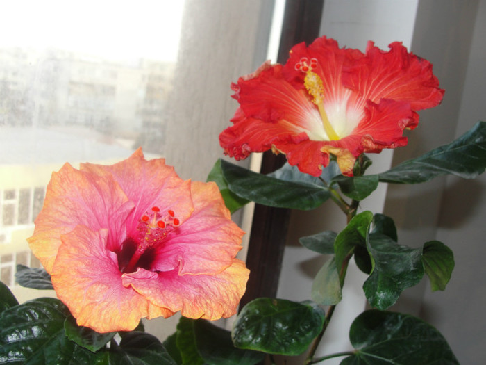 09.02.12 - B-hibiscus de la Gommer 2012