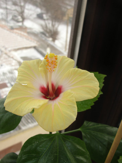 hibi passion - B-hibiscus-2012 1