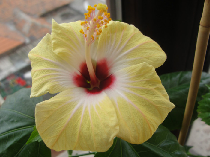 08.02.12 - B-hibiscus-2012 1