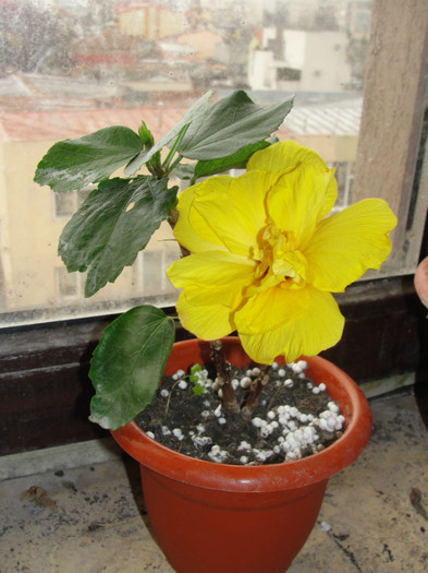 hibi koenig - B-hibiscus-2012 1