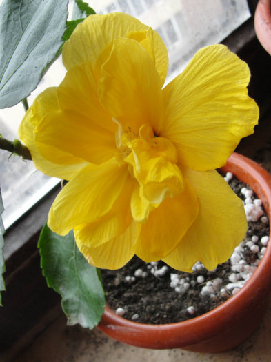 micut dar nu s-a lasat - B-hibiscus-2012 1