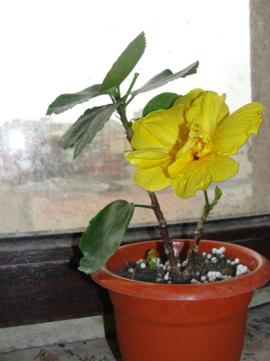 07.02.12 - B-hibiscus-2012 1