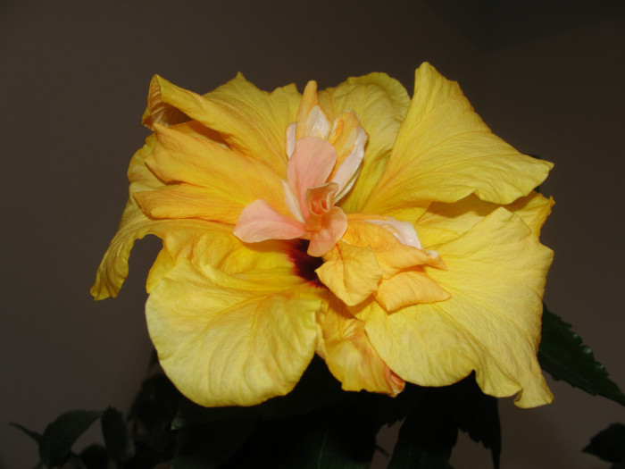 hibi cais batut - B-hibiscus-2012 1