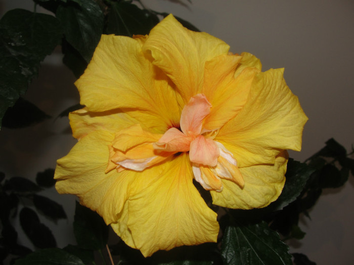 - B-hibiscus-2012 1