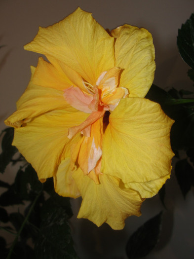 09.02.12 - B-hibiscus-2012 1