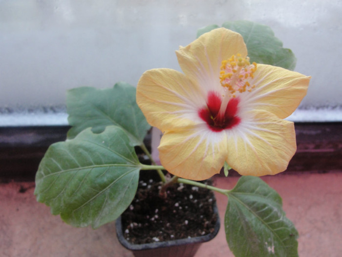 e un pui harnicut - B-hibiscus-2012 1