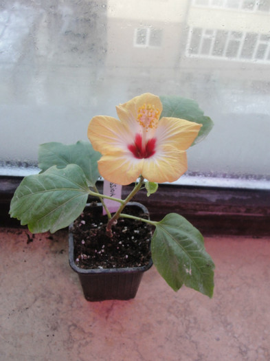 09.02.12 - B-hibiscus-2012 1