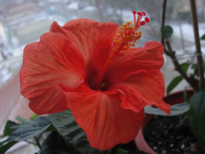 hibi corai, posibil hanne - B-hibiscus-2012 1