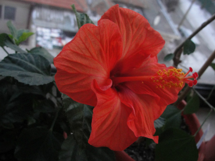  - B-hibiscus-2012 1