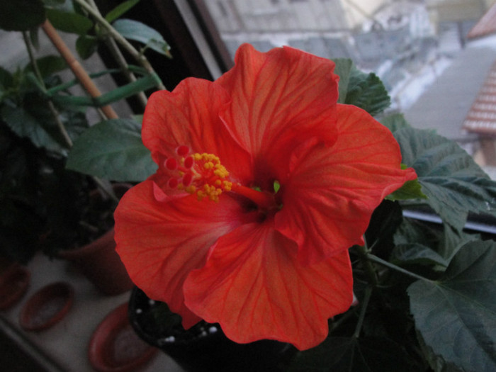 10.02.12 - B-hibiscus-2012 1