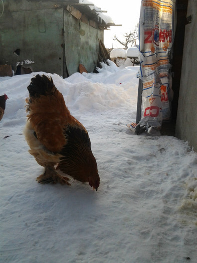 20120209_084828 - Brahma Columbia