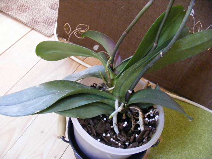 DSCF1547; A 4-a tija de jos se ramifica pe cat este de mica
