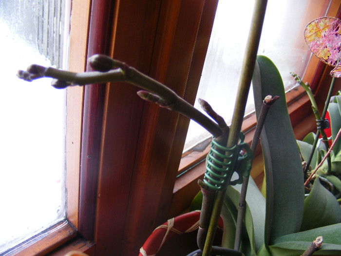 DSCF1558; Are 3 ramificatii pe tija in crestere
