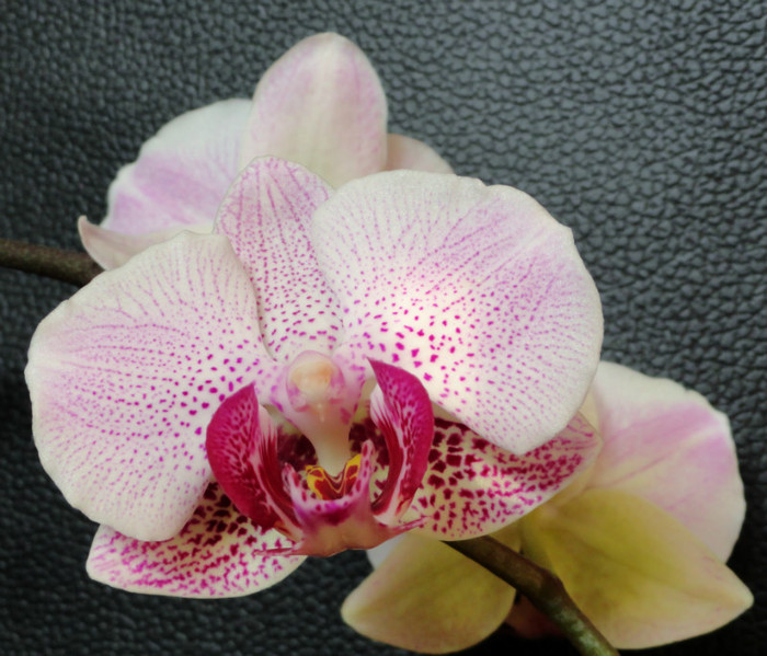 Reinflorita pe aceeasi tija - Orhidee f