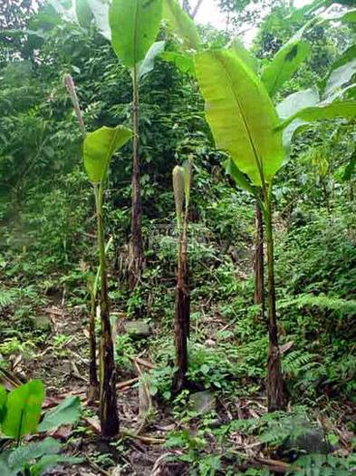 -Musa-itinerans - 1-de vanzare 2019-2020- SEMINTE TROPICALE RARE