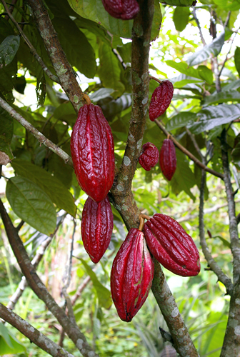 theobroma cacao- - 1-de vanzare 2019-2020- SEMINTE TROPICALE RARE