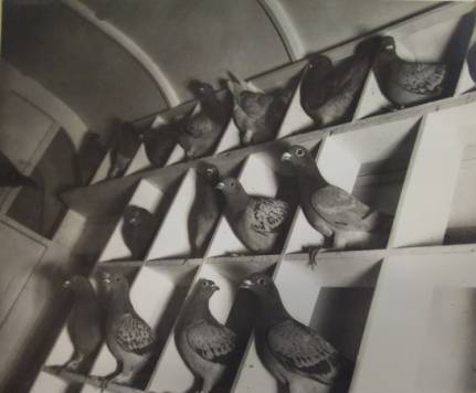 Porumbei din Istorie