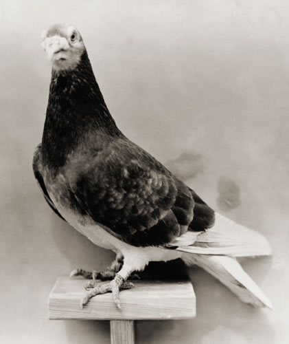 Porumbei din Istorie - 0 Istoria Porumbelului