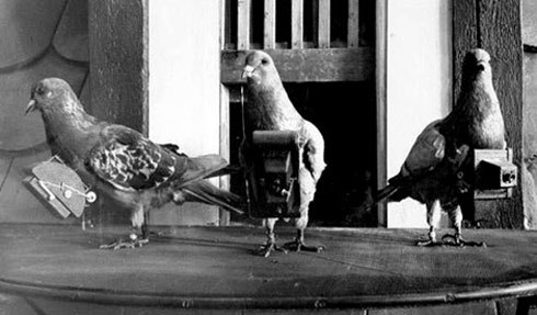 Porumbei din Istorie - 0 Istoria Porumbelului