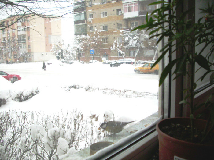 Salbaticiuni 2012-iarna 001 - Iarna 2012 si Pitigoii