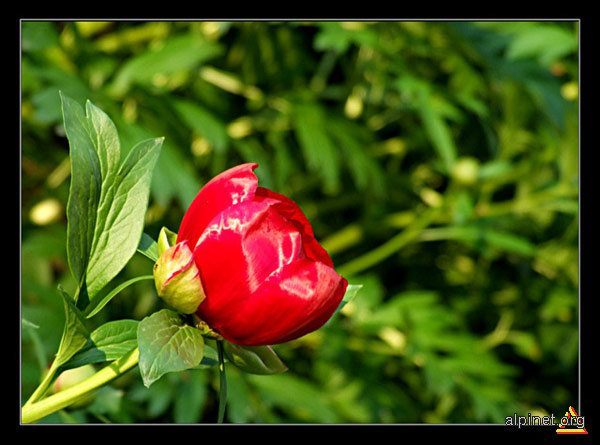 Leu - O floare pentru fiecare zodie