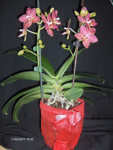 Castigatoarea locului 1...