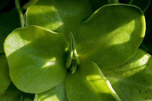 Drosera Pinguicula Carnivora - 1-de vanzare 2019-2020- SEMINTE TROPICALE RARE