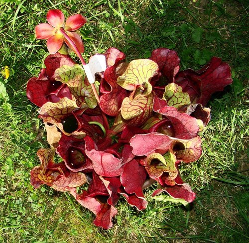 sarracenia-purpurea Carnivora - 1-de vanzare 2019-2020- SEMINTE TROPICALE RARE