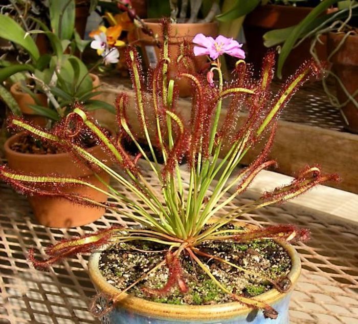 drosera-capensis Carnivora