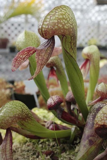 Darlingtonia-californica Carnivora - 1-de vanzare 2019-2020- SEMINTE TROPICALE RARE