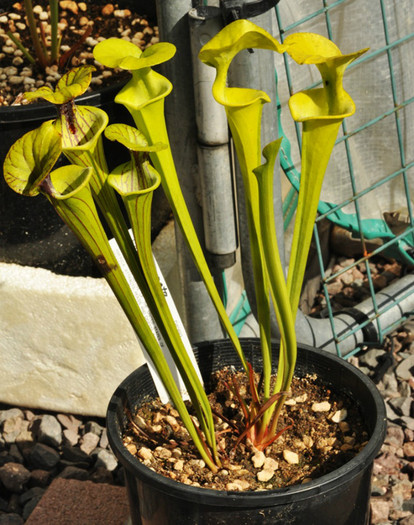 sarracenia flava Carnivora - 1-de vanzare 2019-2020- SEMINTE TROPICALE RARE
